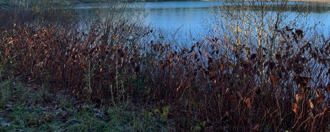 Zandenbos / Zandenplas