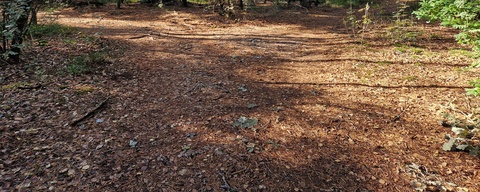 Zwolse Bos